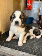 Mooie kruising Bernersenner X Sint-Bernard pups, 8 tot 15 weken, Groot, Meerdere, Meerdere dieren