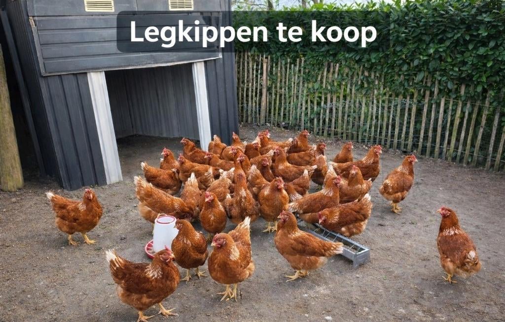 Lohman leghennen, Dieren en Toebehoren, Pluimvee, Vrouwelijk, Kip