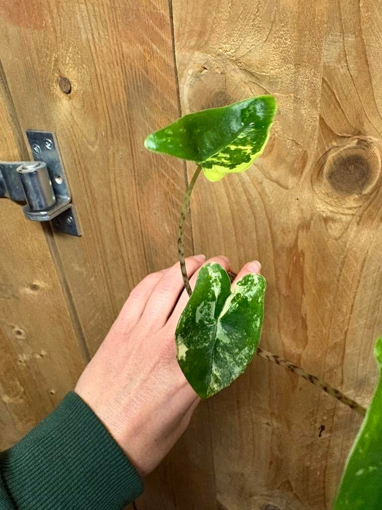 Alocasia zebrina variegata plant albo white lemon, Huis en Inrichting, Kamerplanten, Ophalen, Halfschaduw, Minder dan 100 cm