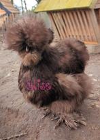 Broedeieren choco usa zijdehoenders sierkippen zijdehoen, Dieren en Toebehoren, Pluimvee, Kip