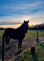 Verzorgpony aangeboden, Dieren en Toebehoren