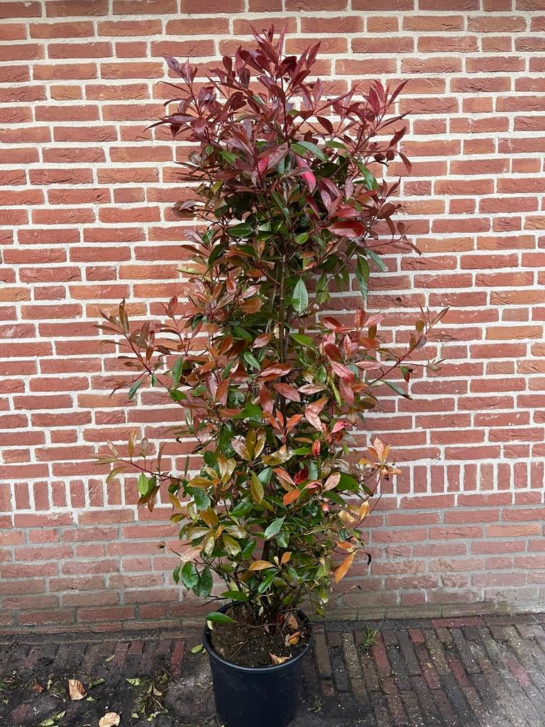 Grote photinia fraseri red robin glansmispel, Ophalen of Verzenden, Zo goed als nieuw