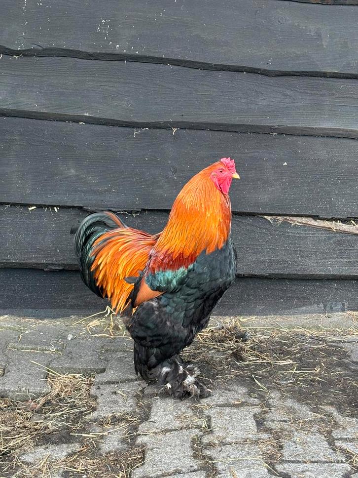 Brahma haan, Dieren en Toebehoren, Pluimvee, Kip, Mannelijk