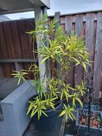 Oleander (exclusief pot), Tuin en Terras, Planten | Bomen, Overige soorten, 100 tot 250 cm, Zomer, Ophalen