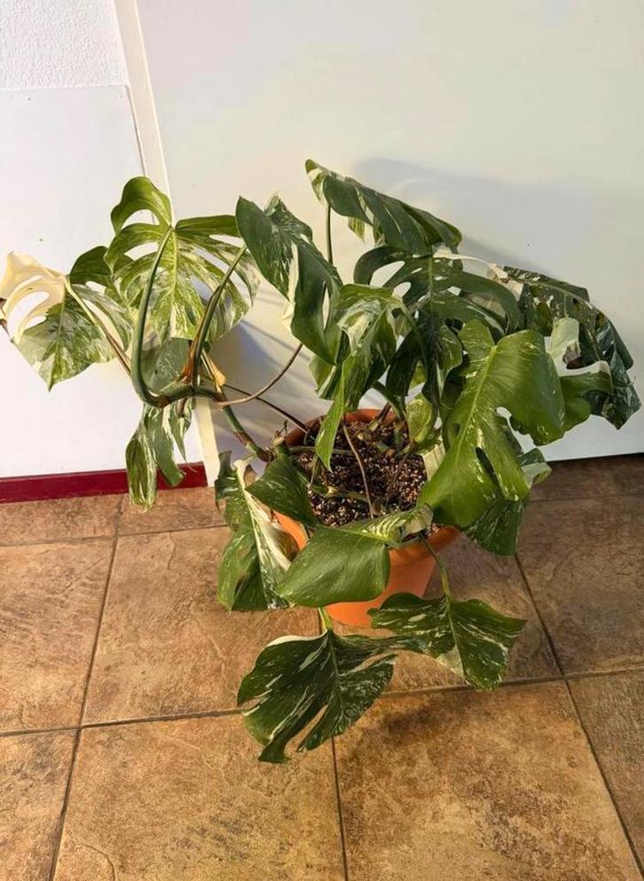 Monstera variegata,monstera alba,philodendron,epipremnum, Huis en Inrichting, Kamerplanten, Overige soorten, Minder dan 100 cm