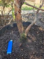 Metasequoia Bonsai Starter - Moerascipres, Ophalen