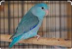 Forpus coelestis man te koop. Foto is niet van mijn., Dieren en Toebehoren, Vogels | Parkieten en Papegaaien, Mannelijk, Dwergpapegaai of Agapornis