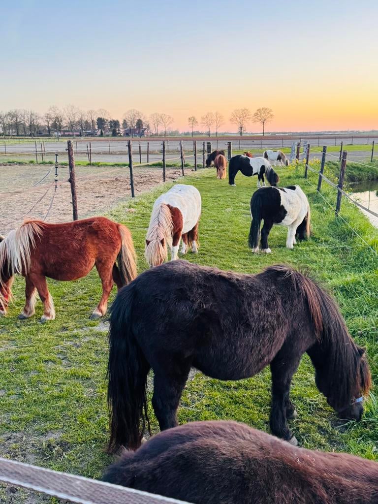 🩵Super knappe zwart bonte ruin! Grote maat!!💙, Ruin, A pony (tot 1.17m), Ontwormd, 3 tot 6 jaar