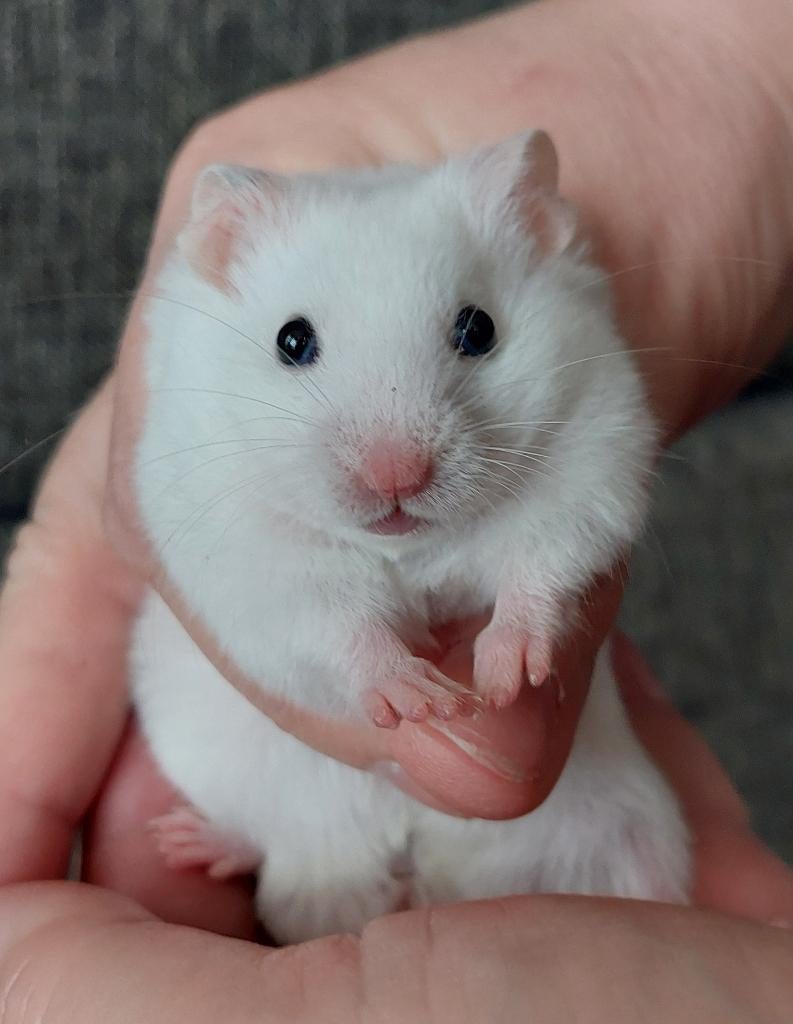 Baby Syrische/goudhamster-mannetje 1, Hamster, Februari, Mannelijk, Tam