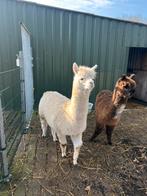 Mooie witte alpaca merrie, Dieren en Toebehoren, Overige Dieren, Mei, Vrouwelijk