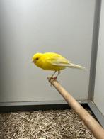 Llarget Kanarie, Dieren en Toebehoren, Vrouwelijk, Postuurkanarie