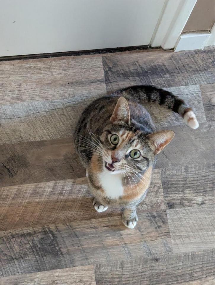 Gekruiste savannah poes 3 jaar, Dieren en Toebehoren, Katten en Kittens | Overige Katten, Poes