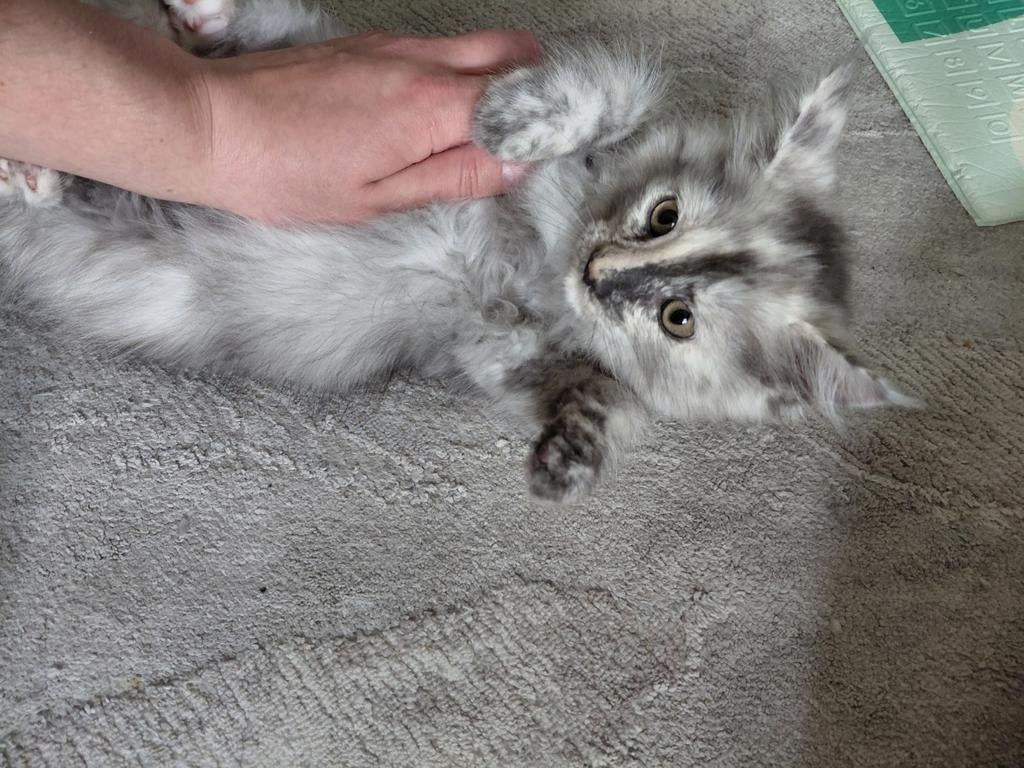 Maine Coon 100% laatste 1 beschikbaar, Meerdere dieren, Ontwormd