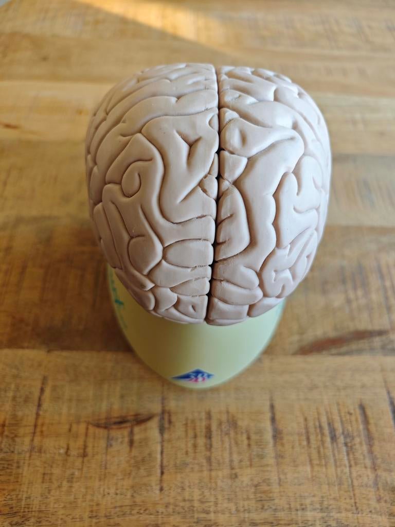 Hersenen model tweedelig - Anatomisch model, Ophalen of Verzenden, Nieuw