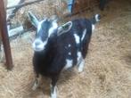 Geit te koop, Dieren en Toebehoren, Vrouwelijk, Geit, 0 tot 2 jaar
