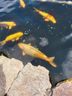 Koikarpers te koop, Karper of Koi