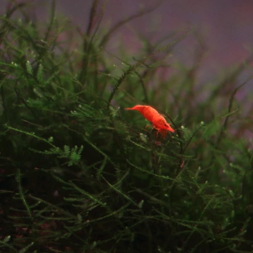 Orange sakura neo-caridina aquarium garnalen oranje, Ophalen of Verzenden, Nieuw, Plant(en), Steen of Hout