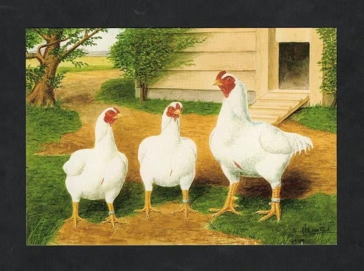 Pluimvee Kippen Indisch Vechthoen Boerderij, Van Gink, Ophalen of Verzenden, 1980 tot heden, Ongelopen, Vogel