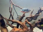Cichlide Thorichthys meeki moet weg!, Vis, Zoetwatervis