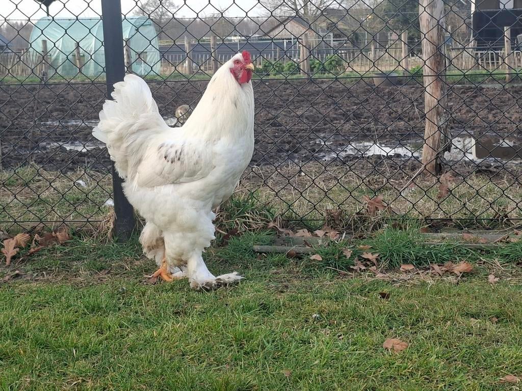 Brahma hanen 1 jaar oud, Dieren en Toebehoren, Mannelijk, Kip