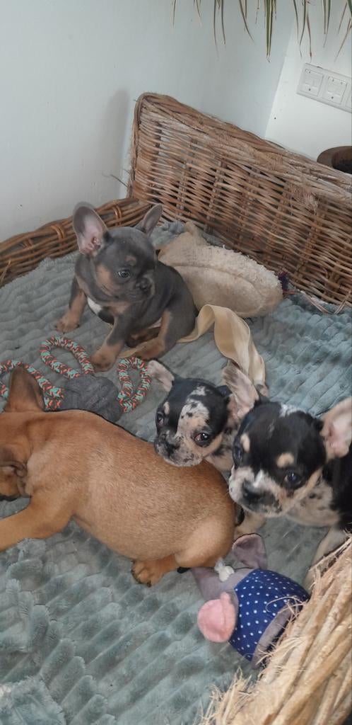 Fransebulldog pups Franse bulldog, Parvo, 8 tot 15 weken, Bulldog, Meerdere
