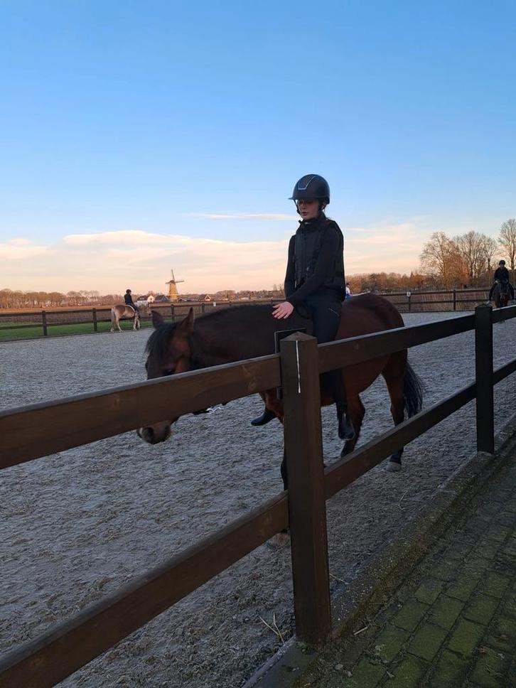 Bijrijder/verzorgster aangeboden! Verzorgpony gezocht!, Dieren en Toebehoren, Stalling en Weidegang