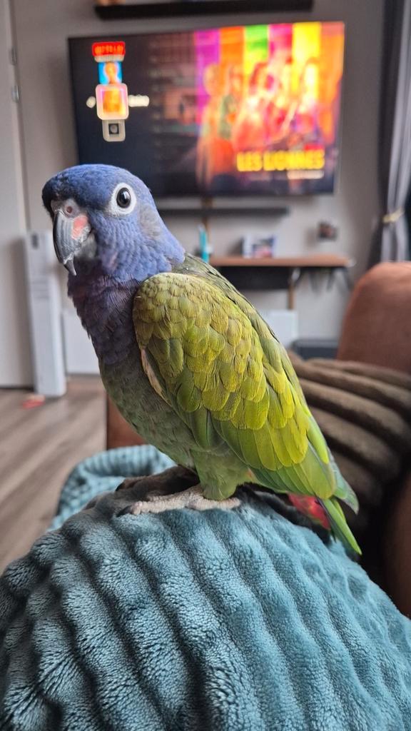 Pionus menstruus man, Dieren en Toebehoren, Vogels | Parkieten en Papegaaien, Parkiet, Mannelijk, Pratend, Tam, Geringd