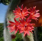 Cleistocatus colademononis "apenstaartcactus" monkey tail, Ophalen of Verzenden, Cactus, Volle zon, Minder dan 100 cm