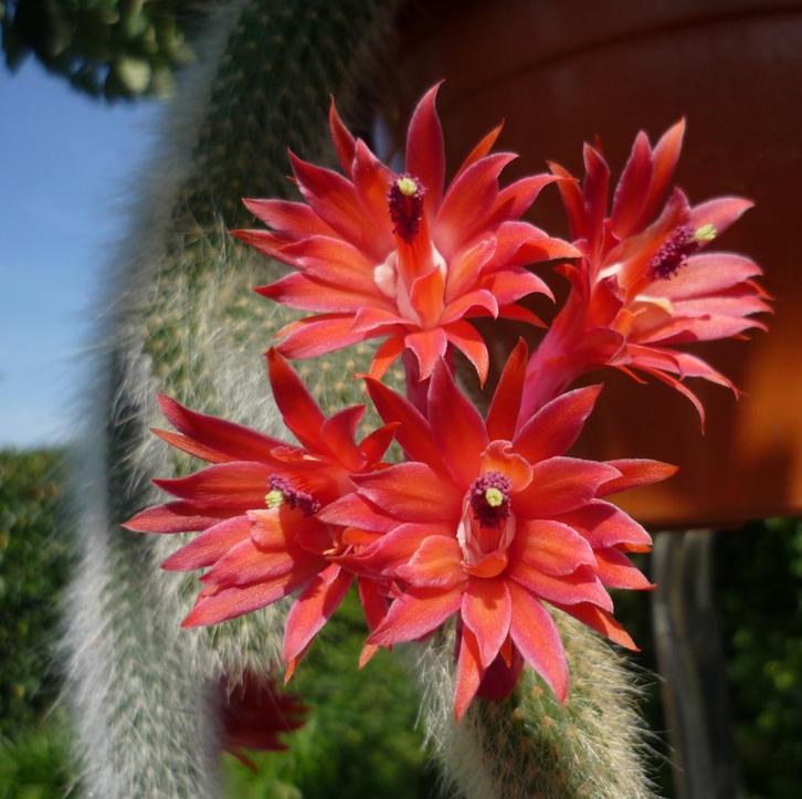Cleistocatus colademononis "apenstaartcactus" monkey tail, Huis en Inrichting, Kamerplanten, Cactus, Minder dan 100 cm, Volle zon