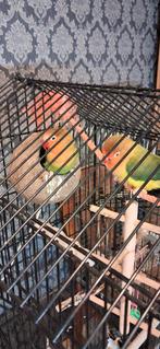 Agapornis koppel, Dieren en Toebehoren, Vogels | Parkieten en Papegaaien, Meerdere dieren, Dwergpapegaai of Agapornis, Tam