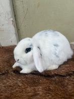 Mini lop voedster konijn