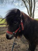 Merrie shetlander, Dieren en Toebehoren, Merrie