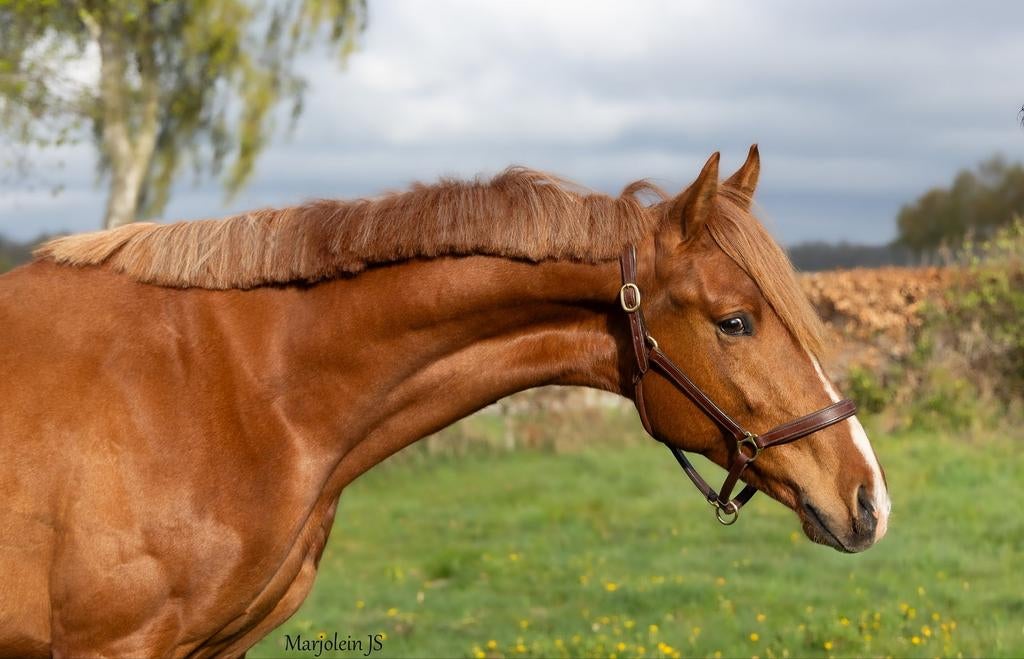 2 jarige blonde ruin v. Extreme us, Dieren en Toebehoren, Paarden, Met stamboom, Ruin, Dressuurpaard, 3 tot 6 jaar