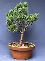 Bonsai Juniperus Chinensis, In pot, Halfschaduw, Lente, Minder dan 100 cm
