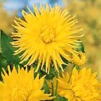 Dahlia, Ophalen of Verzenden, Voorjaar, Volle zon, Knol