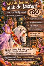 Diverse lease pony's beschikbaar., Dieren en Toebehoren, Paarden en Pony's | Verzorgingsproducten, Ophalen of Verzenden, Nieuw