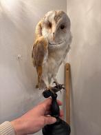 Opgezette kerkuil, Mannelijk