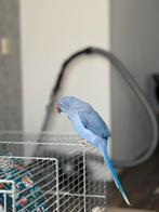 Blauwe halsbandparkiet +15 maanden, Dieren en Toebehoren, Vogels | Parkieten en Papegaaien, Mannelijk, Parkiet, Tam