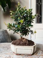 Olea Europaea 'Olijf' 9 jaar bonsai, Ophalen of Verzenden, Volle zon, Olijfboom, Minder dan 100 cm
