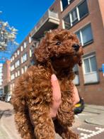 Toypoedel Toypoedel Toypoedel, Poedel, 15 weken tot 1 jaar, Reu, Parvo