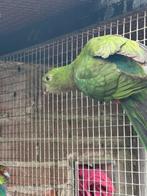 Koningsparkiet te koop, Dieren en Toebehoren