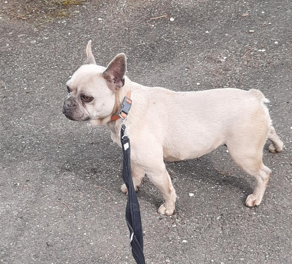 Franse bulldog teef, Parvo, Teef, Bulldog, Eén hond