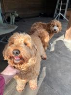 Mini australian labradoodle pups, Parvo, 8 tot 15 weken, Meerdere, Meerdere dieren