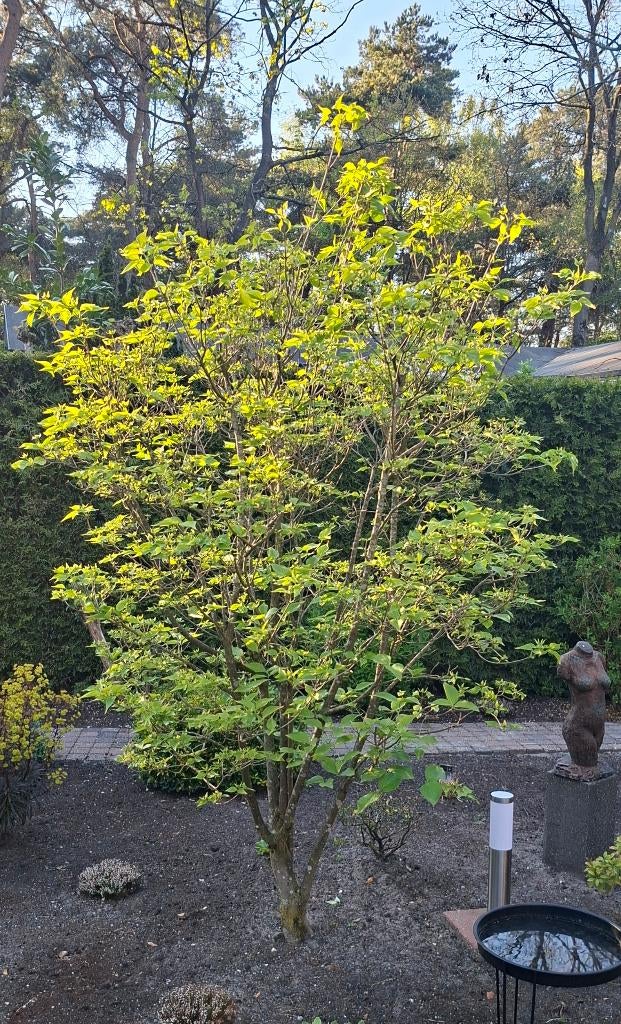 Japanse Kornoelje (Cornus Kausa), Vaste plant, Halfschaduw, Lente, Ophalen