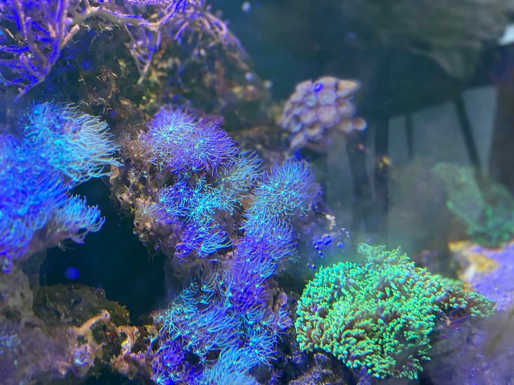 Overname levende haven met zoutwater vissen, Vis, Zoutwatervis