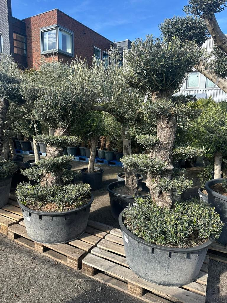 Pon Pon olijfbomen. Dikke bomen, Ophalen