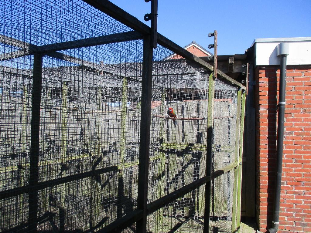 Pennant Rosella, Dieren en Toebehoren, Vogels | Parkieten en Papegaaien, Mannelijk, Parkiet, Geringd