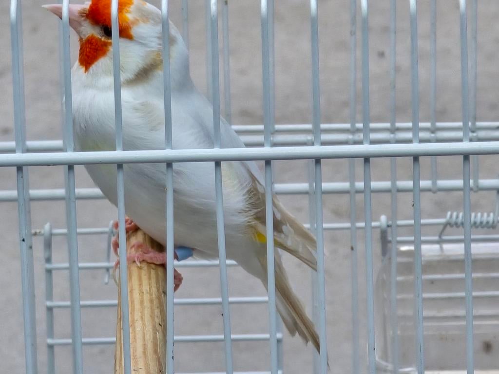 Mutaties putters, Meerdere dieren, Bastaard