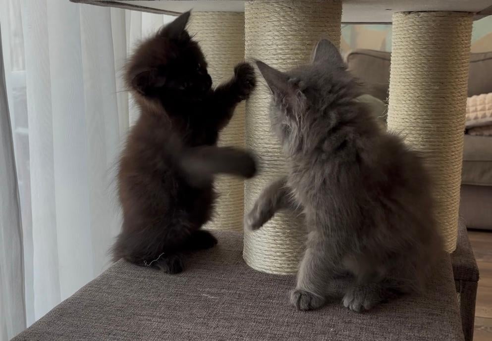 Maine Coon kittens, Meerdere dieren, Ontwormd, 0 tot 2 jaar