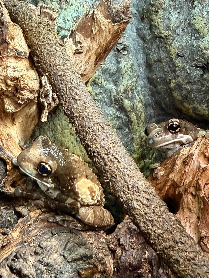 Amazon Milk frogs / boomkikker Trachycephalus resinifictrix Frog - unknown for sale from J & E